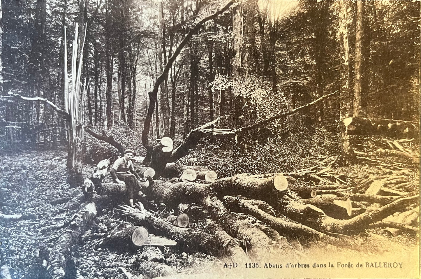 CPA FR14 Abatis d'arbres dans la Forêt de Balleroy