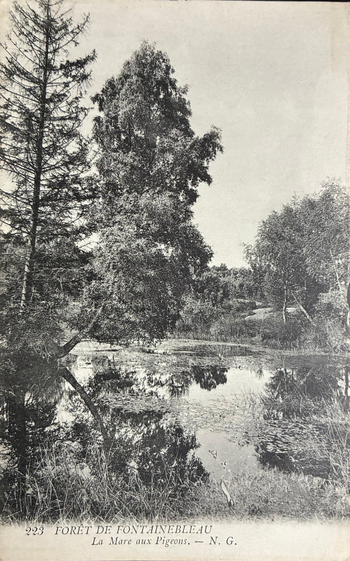 CPA FR77 Forêt de Fontainebleau - La mare aux Pigeons