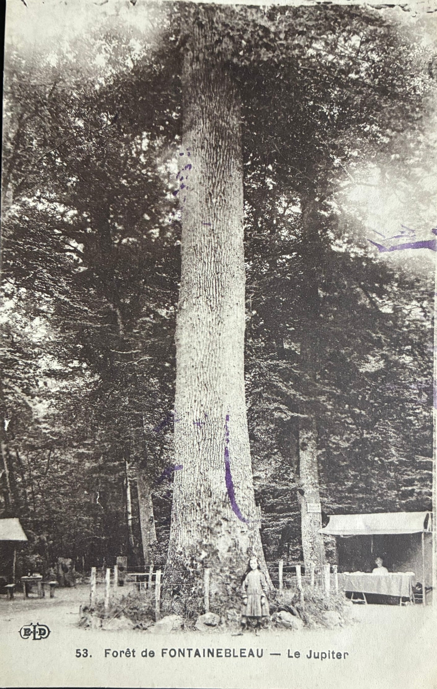 CPA FR77 Forêt de Fontainebleau - Le Jupiter