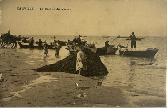CPA FR14 Cauville - La Récolte du Varech